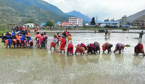 मार्सी धान रोपाइँमा विद्यार्थी